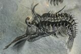Triple Spiny Walliserops Trilobite Specimen - Timrzit, Morocco #354605-8